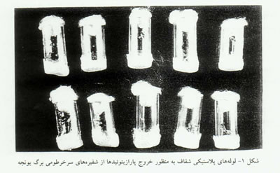  بررسي مقدماتي دشمنان طبيعي سرخرطومي برگ يونجه Hypera postica در ياسوج 